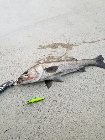 御天道様おはようございます。