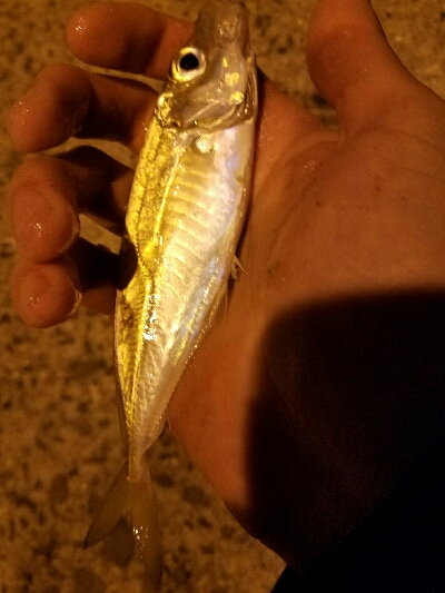 アジ釣り　～食いが悪かった～