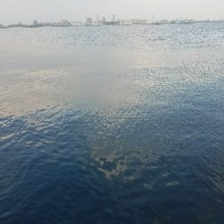 フグの攻撃！ワームが↓