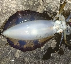 今年初釣行釣果です(*゜Q゜*)