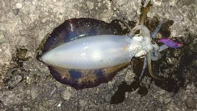 今年初釣行釣果です(*゜Q゜*)