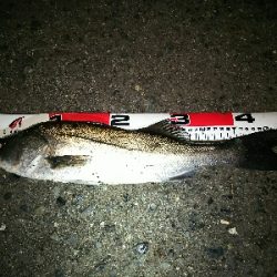 久しぶりに本命ゲット