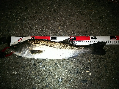 久しぶりに本命ゲット