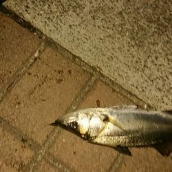 アジはおわり？