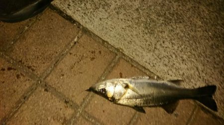 アジはおわり？