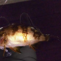 連敗ストップ((o(￣ー￣)o))