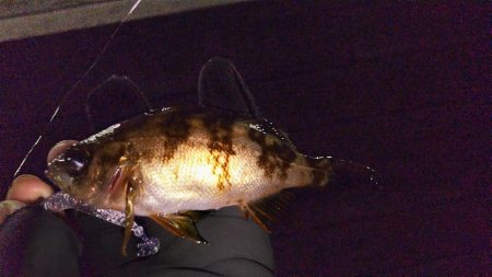 連敗ストップ((o(￣ー￣)o))