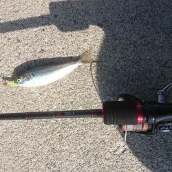 メバリングに来ましたが・・・