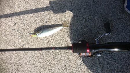 メバリングに来ましたが・・・