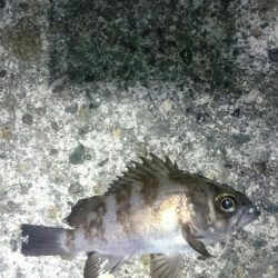 渋くなってきた