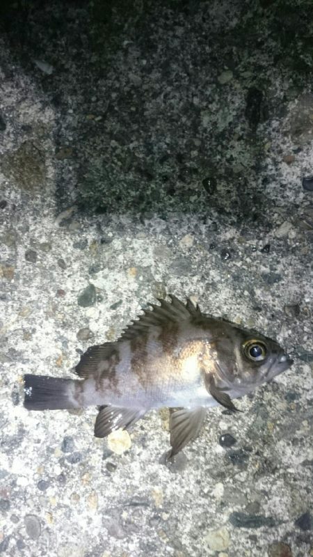 渋くなってきた