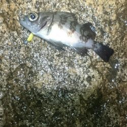 雨でもやりまっせ！