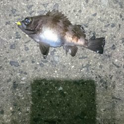 渋い状況でした。