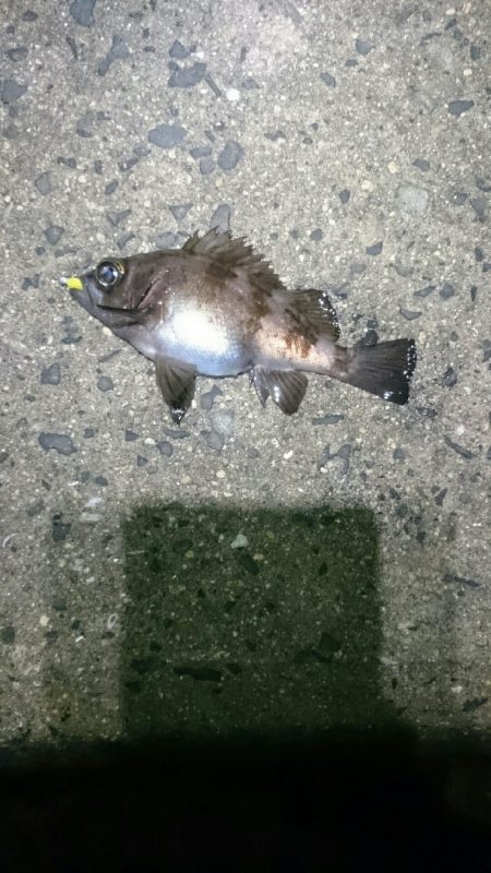 渋い状況でした。