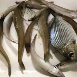 年末越冬キス釣り