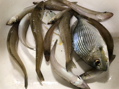 年末越冬キス釣り