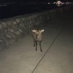 今年の運だめし