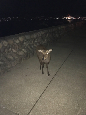 今年の運だめし