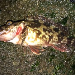 新年初釣行はゲストから…