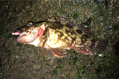 新年初釣行はゲストから…