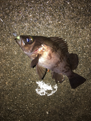 元旦からメバリングアジング