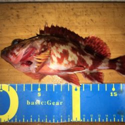 水軒テトラで安定感のガッシー