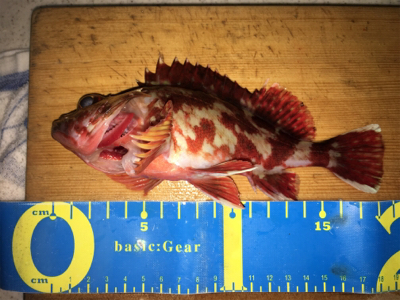 水軒テトラで安定感のガッシー