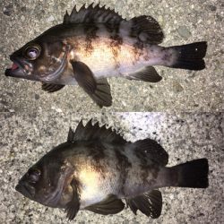 初釣りメバリング