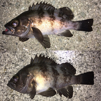 初釣りメバリング