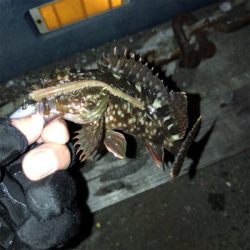 エサ釣りガシラ