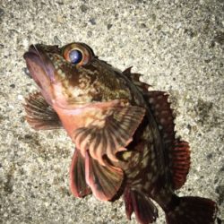 デイメバリング