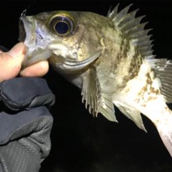 サーフメバリングにどっぷり！