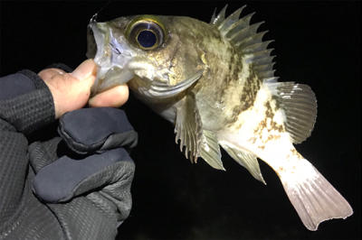 サーフメバリングにどっぷり！