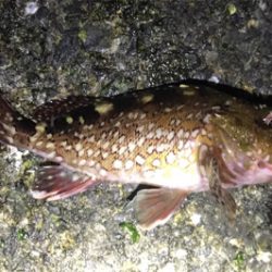 メバルは何処へ？