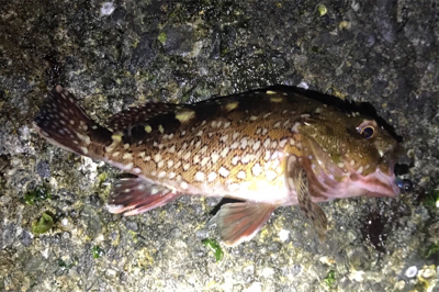 メバルは何処へ？