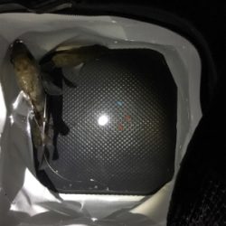 メバルぽつぽつ