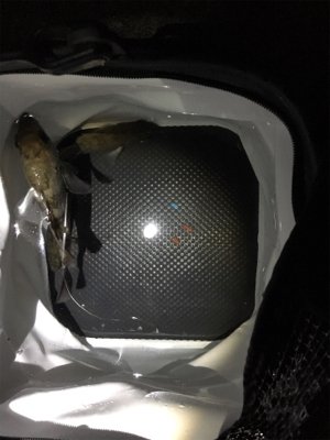 メバルぽつぽつ