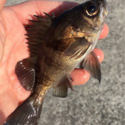 デイゲーム、メバリング