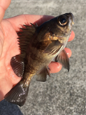 デイゲーム、メバリング