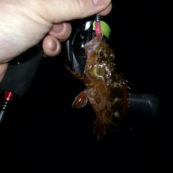 癒しのロックフィッシュ