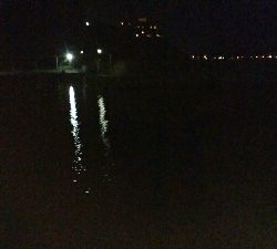 本年度初アジング