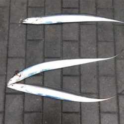 連日のタチウオ