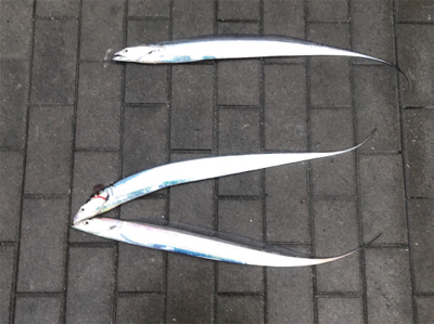 連日のタチウオ