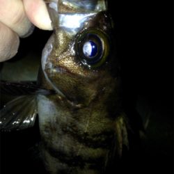 アクアパッツァを求めて