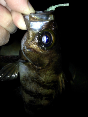 アクアパッツァを求めて