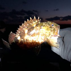 冬のライトゲーム@御坊