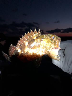 冬のライトゲーム@御坊