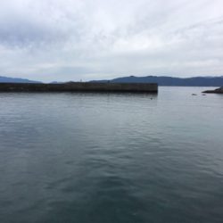 エギングでまさかの・・・