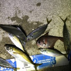 久々夜アジング!(釣行其の参)