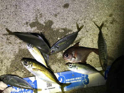 久々夜アジング!(釣行其の参)